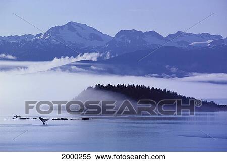 Stock Photography - [Dc] Alaska, Inside Passage, Chilkat Mountains Background Scenic With Fog Humpback Whale (Megaptera Novaeangliae) Fluke Kayaker Background Distance D1976. Fotosearch