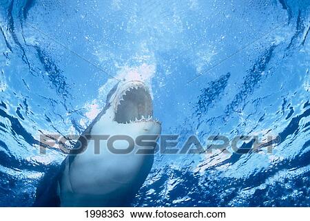 Stock Image - [Dc] Australia, Great White Shark Biting Surface, View From Beneath (Carcharodon Carcharias) B2021. Fotosearch