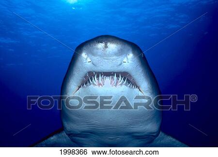 Stock Photograph - [Dc] Australia, Sand Tiger Shark (Eugomphodus Taurus) Close-Up Front View B2017. Fotosearch
