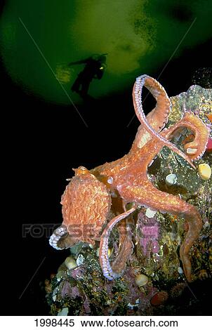 Stock Photography - [Dc] British Columbia, Giant Pacific Octopus (Octopus Dofleini) Diver Background B1951. Fotosearch