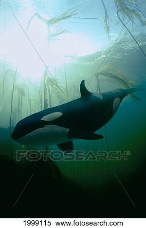 Stock Photography - [Dc] British Columbia, Killer Whale Orca (Orcinus Orca) And Kelp Forest B2009. Fotosearch