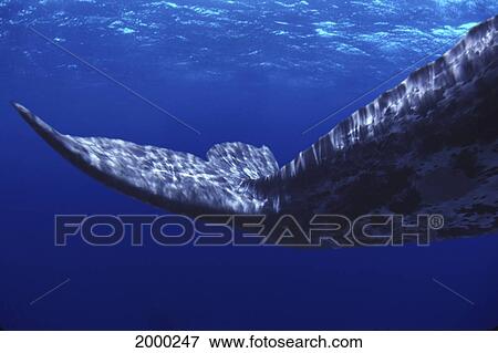 Stock Photo - [Dc] California, Extreme Close-Up Gray Whale Tail Underwater (Eschrichtius Robustus) Near Surface Of Ocean D1946. Fotosearch