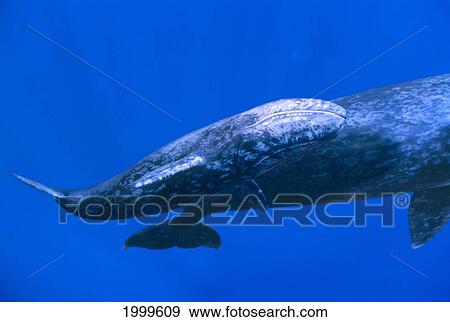 Stock Photo - [Dc] Close-Up Of Grey Whale Calf And Mother, Clear Blue Water (Eschrichtius Robustus) C2035. Fotosearch