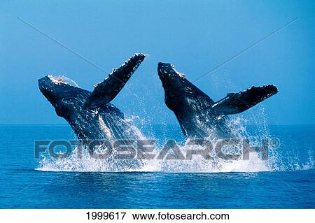 Stock Photo - [Dc] Close-Up View Of Humpback Whales Double Breaching (Megaptera Novaeangliae C2036. Fotosearch