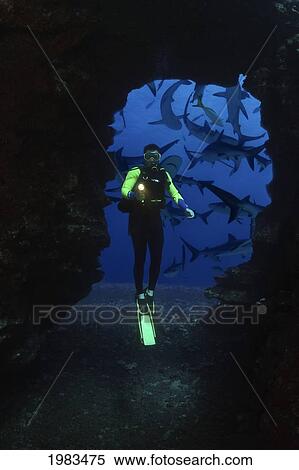 Stock Photography - [Dc] Diver And Caribbean Reef Sharks (Carcharhinus Perezi).. Fotosearch