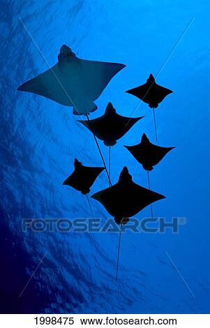 Stock Photography - [Dc] Galapagos, Six Spotted Eagle Rays (Aetobatus Narinari) View From Below B1924. Fotosearch