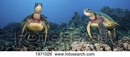 Stock Photograph - [Dc] Hawaii, Green Sea Turtles (Chelonia Mydas), An Endangered Species. Fotosearch