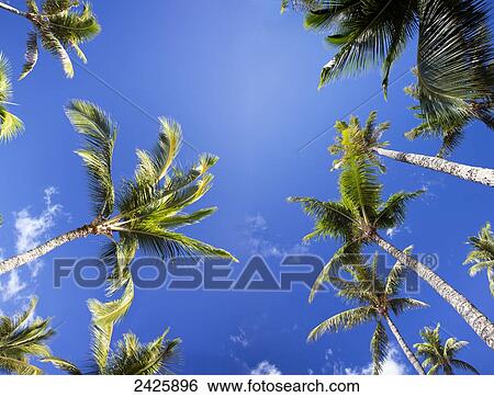 Stock Photograph - [DC] Hawaii, Maui, A view from below of palm trees against a vivid blue sky. Fotosearch