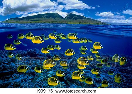 Stock Photograph - [Dc] Hawaii, Maui, Over/Under, Raccoon Butterflyfish (Chaetodon Lunula) B1929. Fotosearch