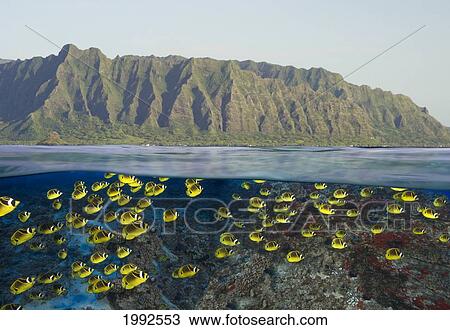 Stock Image - [Dc] Hawaii, Oahu, Split View Of A School Of Racoon Butterflyfish (Chaetodon Lunula) Along Reef And Mountain Range.. Fotosearch