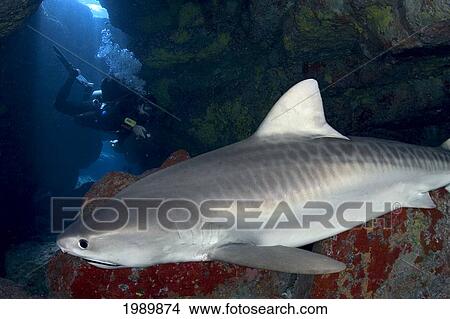 Picture - [Dc] Hawaii, Tiger Shark (Galeocerdo Cuvier) And Diver In Cavern.. Fotosearch