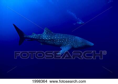 Picture - [Dc] Hawaii, Whale Shark (Rhiniodon Typus) And Diver In Background, B2028. Fotosearch