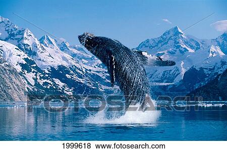 Stock Photo - [Dc] Humpback Whale (Megaptera Novaeangliae) Breaching Snowcapped Mountains Background C2040. Fotosearch