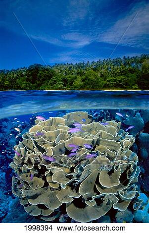 Picture - [Dc] Indonesia, Bunaken Island, Anthias (Pseudanthias Tuka) Coral, Over/Under B1958. Fotosearch