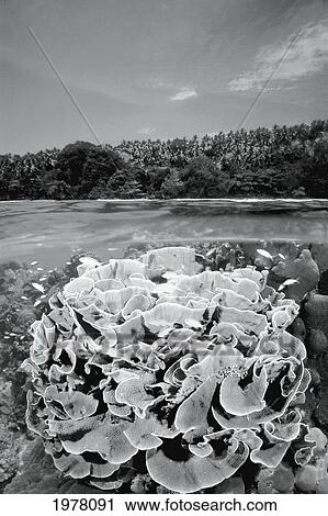 Stock Image - [Dc] Indonesia, Bunaken Island, Anthias (Pseudanthias Tuka), Over/Under (Black And White Photograph).. Fotosearch