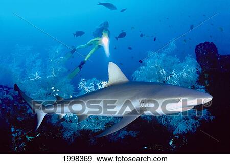 Stock Photo - [Dc] Indonesia, Diver In Background With Flashlight And Grey Reef Shark (Carcharhinus Amblyrhynchos) B2018. Fotosearch