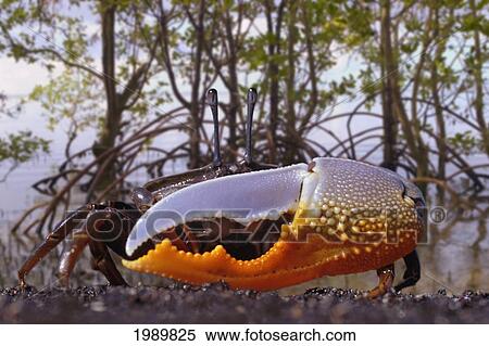 Stock Photography - [Dc] Indonesia, Fiddler Crab (Uca) In Mangrove Forest.. Fotosearch