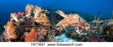 Stock Image - [Dc] Indonesia, Komodo, Digital Composite Of Two Images With Reef Scene And Broadclub Cuttlefish (Sepia Latimanus).. Fotosearch