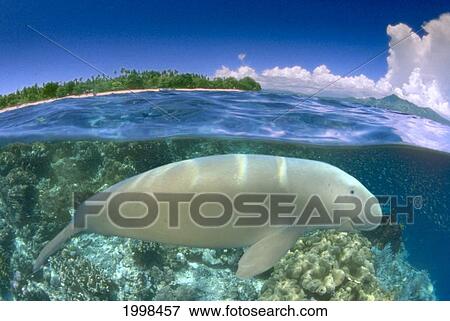 Stock Photo - [Dc] Indonesia, Over/Under Dugong (Dugong Dugon) Close-Up, Blue Skies And Island Background Side View B1975. Fotosearch