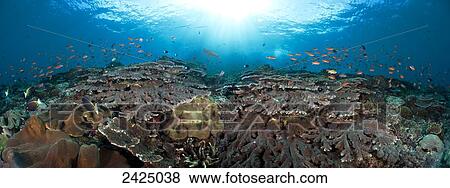 Stock Photo - [DC] Indonesian, Bali, Crystal Bay, Table coral, schooling anthias in a reef panorama. Fotosearch