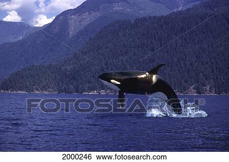 Stock Photograph - [Dc] Killer Whale Breaching (Orcinus Orca) Full Body With Land Background D1944. Fotosearch