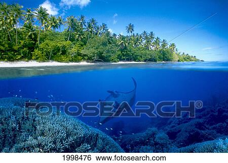 Stock Photograph - [Dc] Micronesia, Ant Atoll, Manta Ray (Manta Alfredi) Over/Under B1967. Fotosearch