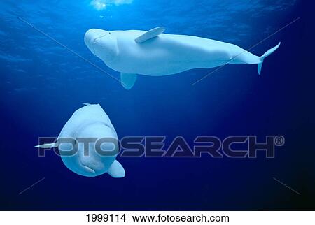 Picture - [Dc] Pair Of Beluga Whales Delphinapterus Leucas Near Surface B2000. Fotosearch