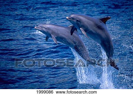 Stock Photograph - [Dc] Pair Of Leaping Atlantic Bottlenose Dolphin (Tursiops Truncatus) B1892. Fotosearch