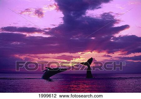 Stock Image - [Dc] Two Humpback Whales With Dramatic Purple Sunset, One Breaching, One Tail (Megaptera Novaeangliae) C2020. Fotosearch