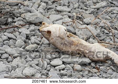 Dead Fish On The Pebble Shore Of Lake Ontario, Picton, Ontario View Large Photo Image Stock Image - Dead Fish On The Pebble Shore Of Lake Ontario, Picton, Ontario. Fotosearch