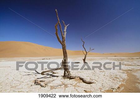 Dead Sea, Sossosvlei, Namibia View Large Photo Image Stock Image - Dead Sea, Sossosvlei, Namibia. Fotosearch