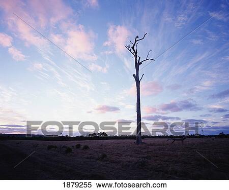 Stock Photography - Dead Tree, Margaret River. Fotosearch