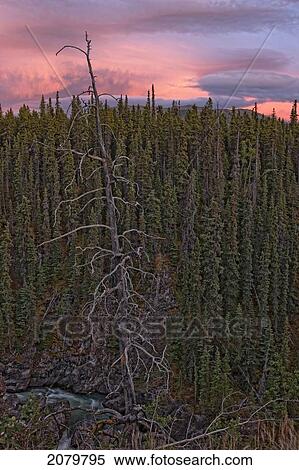 Dead Tree Over High Creek Canyon At Sunset Outside Of Atlin, Bc. View Large Photo Image Stock Photography - Dead Tree Over High Creek Canyon At Sunset Outside Of Atlin, Bc.. Fotosearch