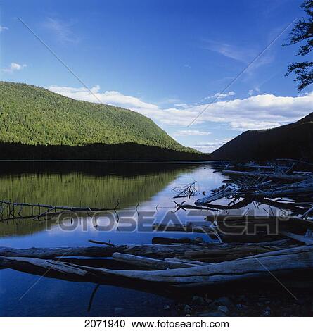 Stock Image - Dead Trees After A Flood, Forillon National Park, Gaspe Coast, Quebec. Fotosearch