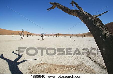 Dead Vlei, Desert View Large Photo Image Stock Image - Dead Vlei, Desert. Fotosearch