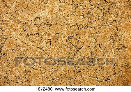 Decorative Endpaper From A Nineteenth Century Book. View Large Photo Image Stock Image - Decorative Endpaper From A Nineteenth Century Book.. Fotosearch