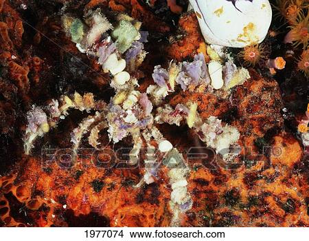 Picture - Decorator Crab Covered With Colorful Sponges; Indonesia. Fotosearch