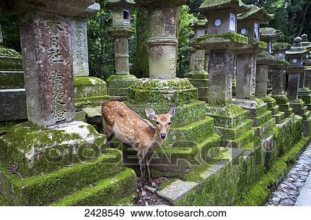 Deer at a buddhist temple; Nara, Japan View Large Photo Image Stock Photo - Deer at a buddhist temple; Nara, Japan. Fotosearch