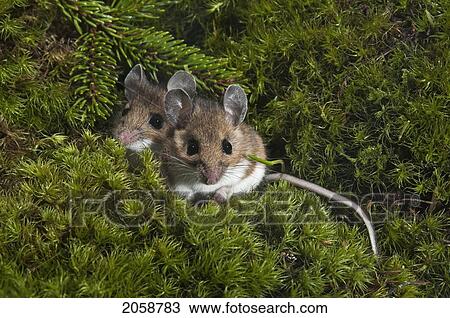 Stock Image - Deer Mice (Peromyscus Maniculatus) May Den In Groups For Warmth During Cold Snaps And Winter. Native Rodent Of North America.. Fotosearch