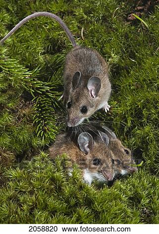 Stock Image - Deer Mice (Peromyscus Maniculatus) May Den In Groups For Warmth During Cold Snaps And Winter. Native Rodent Of North America.. Fotosearch