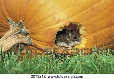 Deer Mouse In Pumpkin Seeking Seeds. Coastal British Columbia, Canada. Peromyscus Maniculatus. View Large Photo Image Stock Image - Deer Mouse In Pumpkin Seeking Seeds. Coastal British Columbia, Canada. Peromyscus Maniculatus.. Fotosearch