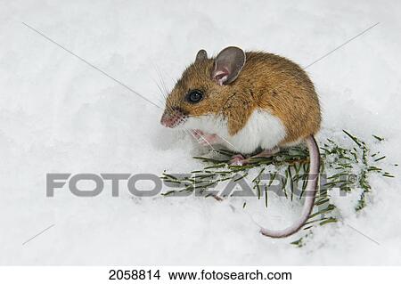 Picture - Deer Mouse (Peromyscus Maniculatus) In Winter. Native North American Rodent Ranges From Mexico To Northern Canada.. Fotosearch