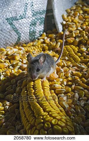 Deer Mouse (Peromyscus Maniculatus) Is The Only Native Mouse That Regularly Enters Houses And Sheds, Ranging From Mexico To Northern Canada. They Particularly Enjoy Wheat And Corn And Can Be A Pest In Grain Storage Areas. View Large Photo Image Stock Image - Deer Mouse (Peromyscus Maniculatus) Is The Only Native Mouse That Regularly Enters Houses And Sheds, Ranging From Mexico To Northern Canada. They Particularly Enjoy Wheat And Corn And Can Be A Pest In Grain Storage Areas.. Fotosearch