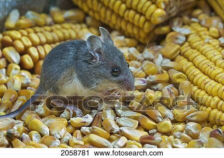Deer Mouse (Peromyscus Maniculatus) Is The Only Native Mouse That Regularly Enters Houses And Sheds, Ranging From Mexico To Northern Canada. They Particularly Enjoy Wheat And Corn And Can Be A Pest In Grain Storage Areas. View Large Photo Image Stock Image - Deer Mouse (Peromyscus Maniculatus) Is The Only Native Mouse That Regularly Enters Houses And Sheds, Ranging From Mexico To Northern Canada. They Particularly Enjoy Wheat And Corn And Can Be A Pest In Grain Storage Areas.. Fotosearch