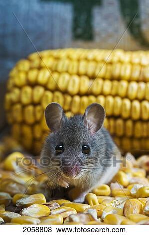 Stock Photo - Deer Mouse (Peromyscus Maniculatus) Is The Only Native Mouse That Regularly Enters Houses And Sheds, Ranging From Mexico To Northern Canada. They Particularly Enjoy Wheat And Corn And Can Be A Pest In Grain Storage Areas.. Fotosearch