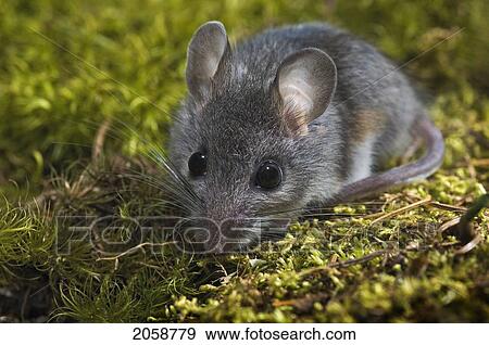 Stock Photo - Deer Mouse (Peromyscus Maniculatus). The Deer Mouse Is Almost Completely Widespread Throughout North America. It Can Be Found From Mexico To Northern Canada.. Fotosearch