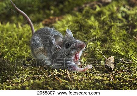 Stock Photo - Deer Mouse (Peromyscus Maniculatus). The Deer Mouse Is Almost Completely Widespread Throughout North America. It Can Be Found From Mexico To Northern Canada.. Fotosearch