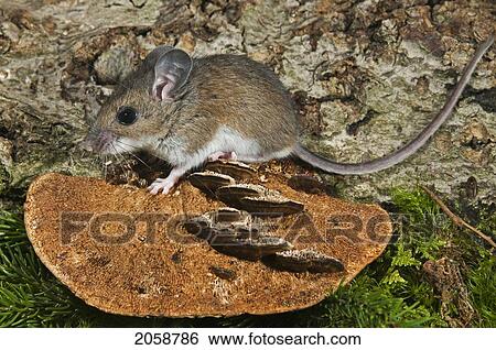 Stock Photograph - Deer Mouse (Peromyscus Maniculatus) Native North American Rodent Ranges From Mexico To Northern Canada.. Fotosearch