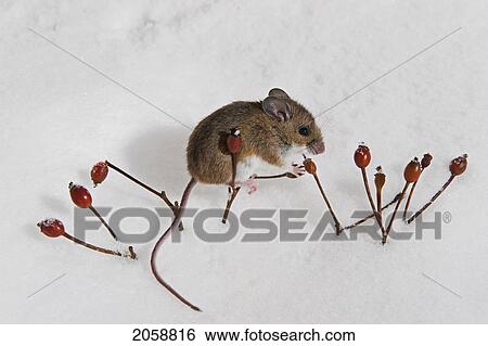 Stock Photograph - Deer Mouse (Peromyscus Maniculatus) Forages Rose Hips On Sunny Winter Day. Native Rodent Of North America.. Fotosearch