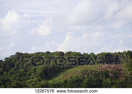 Deforestation; Mondulkiri, Cambodia View Large Photo Image Stock Photograph - Deforestation; Mondulkiri, Cambodia. Fotosearch